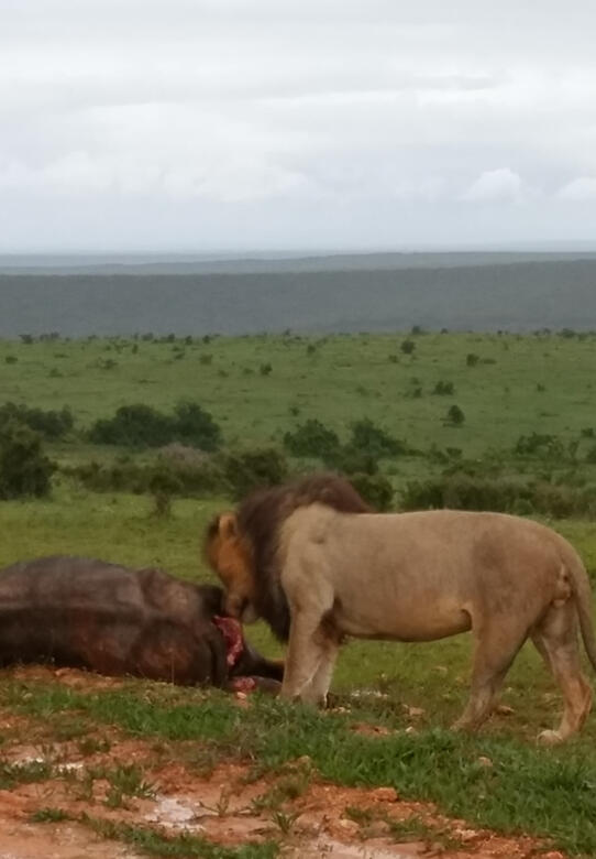 Addo Elephant
