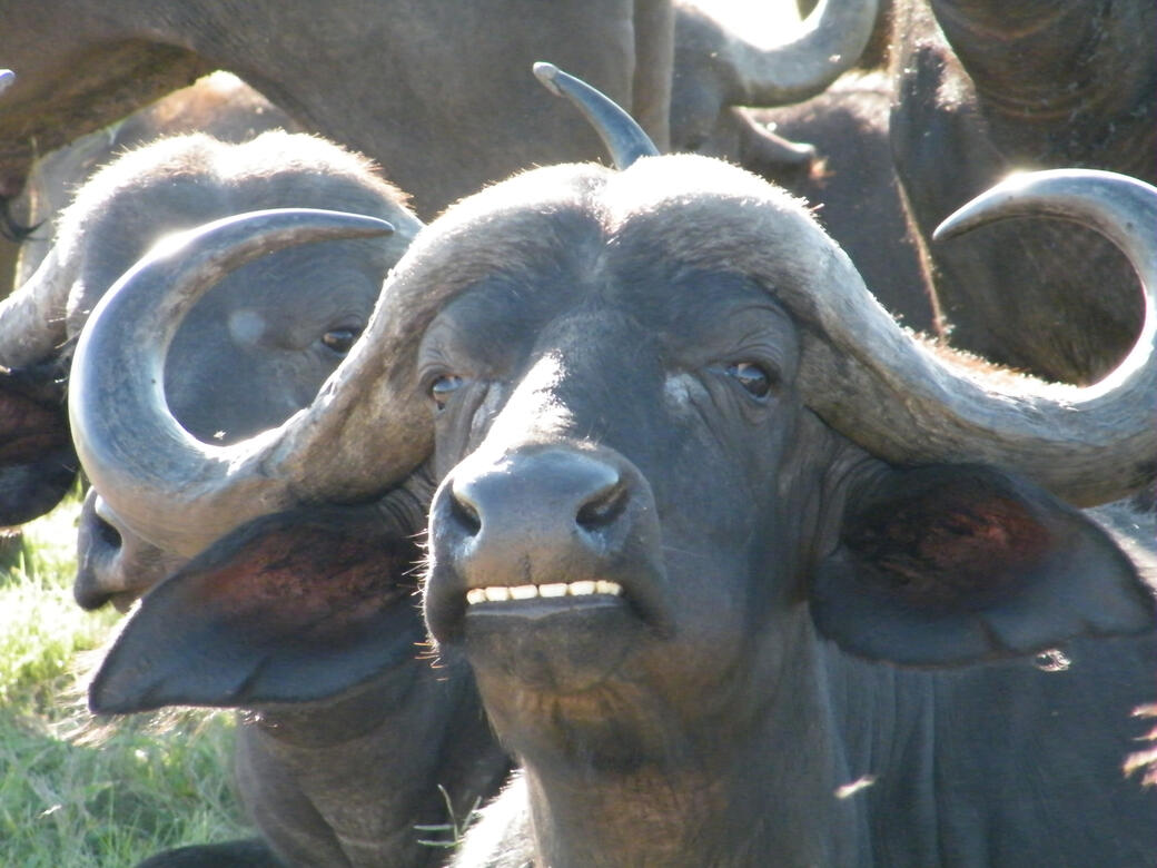 Kruger National Park
